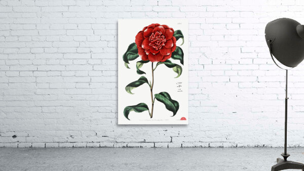 Mr. Reevess crimson camellia from Edwards Botanical Register 1829-1847  by Sydenham Edwards John Lindley and James Ridgway. Wall Preview