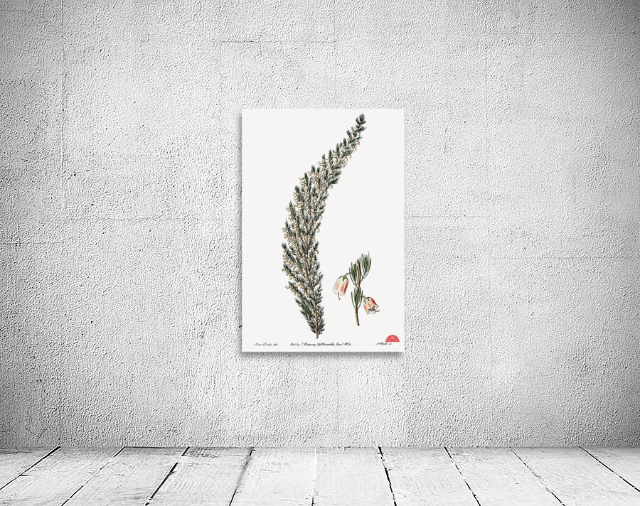 Bell-bearing heath from Edwards Botanical Register 1829-1847  by Sydenham Edwards John Lindley and James Ridgway. Wall Preview