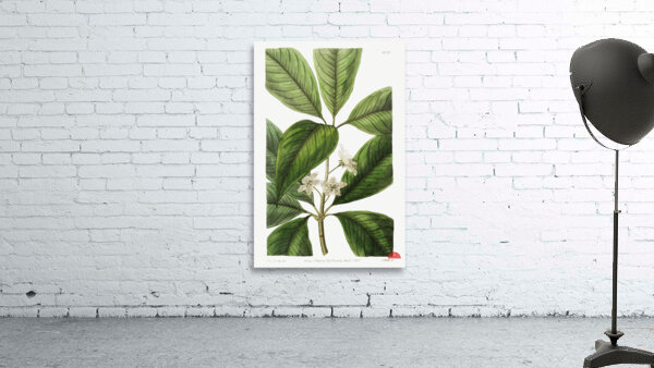 Large-leaved tristania from Edwards Botanical Register 1829-1847  by Sydenham Edwards John Lindley and James Ridgway. Wall Preview