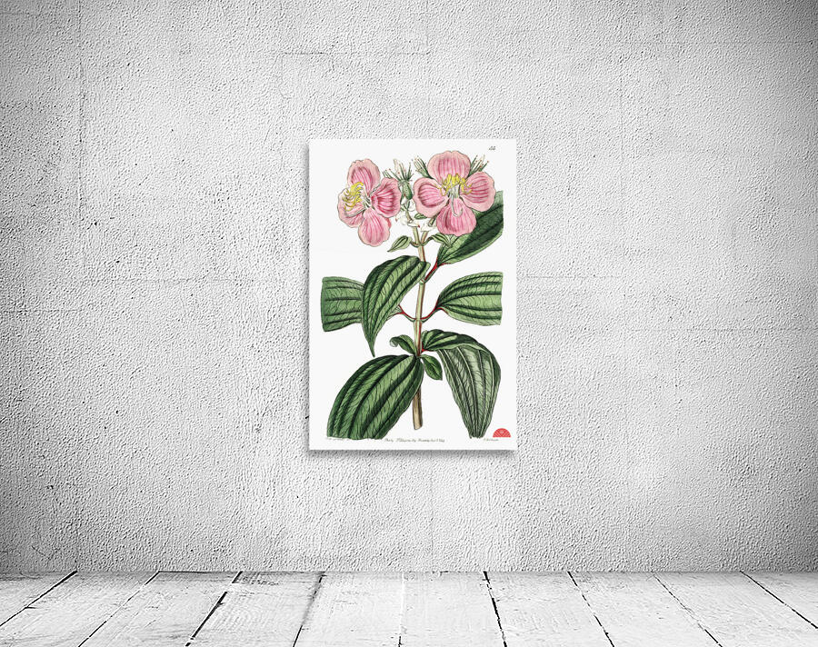 Starry osbeckia from Edwards Botanical Register 1829-1847  by Sydenham Edwards John Lindley and James Ridgway. Wall Preview