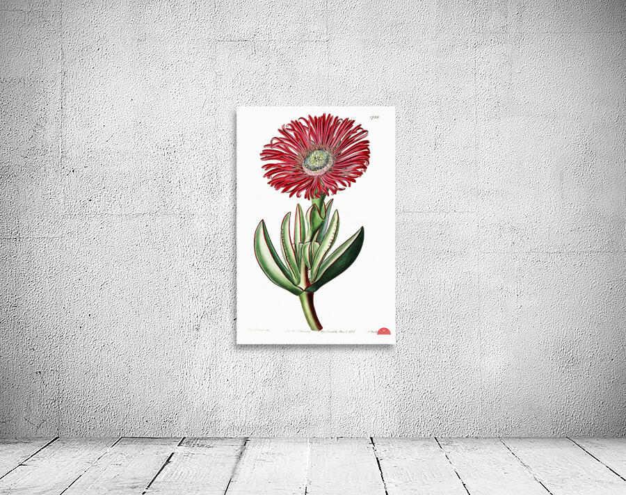 Red-Edged Fig Marigold from Edwards Botanical Register 1829-1847  by Sydenham Edwards John Lindley and James Ridgway. Wall Preview