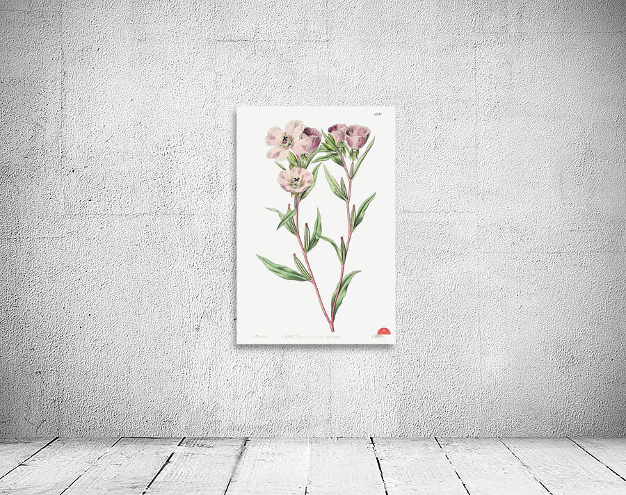 Pale Corona Amaryllis from Edwards Botanical Register 1829-1847  by Sydenham Edwards John Lindley and James Ridgway. Wall Preview