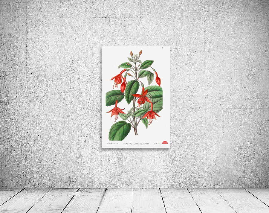Standishs fuchsia from Edwards Botanical Register 1829-1847  by Sydenham Edwards John Lindley and James Ridgway. Wall Preview