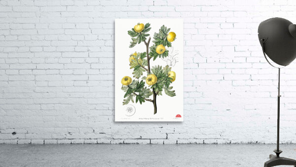 Tansy-leaved hawthorn from Edwards Botanical Register 1829-1847  by Sydenham Edwards John Lindley and James Ridgway. Wall Preview