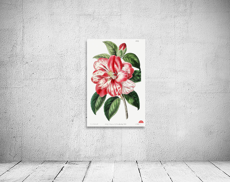 Donckelaers japan camelia from Edwards Botanical Register 1829-1847  by Sydenham Edwards John Lindley and James Ridgway. Wall Preview