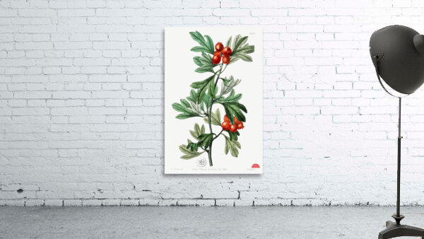 orocco hawthorn from Edwards Botanical Register 1829-1847  by Sydenham Edwards John Lindley and James Ridgway. Wall Preview