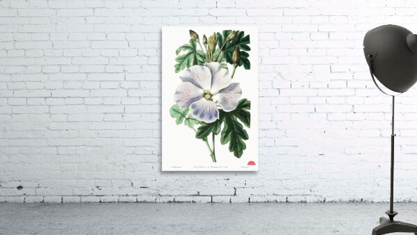 Mrs. Wrays hibiscus from Edwards Botanical Register 1829-1847  by Sydenham Edwards John Lindley and James Ridgway. Wall Preview