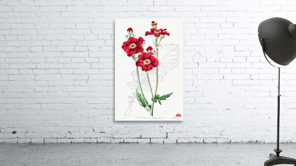 Chilian Guem from Edwards Botanical Register 1829-1847  by Sydenham Edwards John Lindley and James Ridgway. Wall Preview