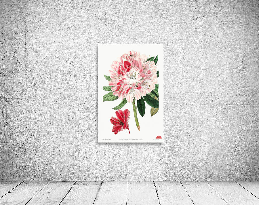 The lovely rhododendron from Edwards Botanical Register 1829-1847  by Sydenham Edwards John Lindley and James Ridgway. Wall Preview