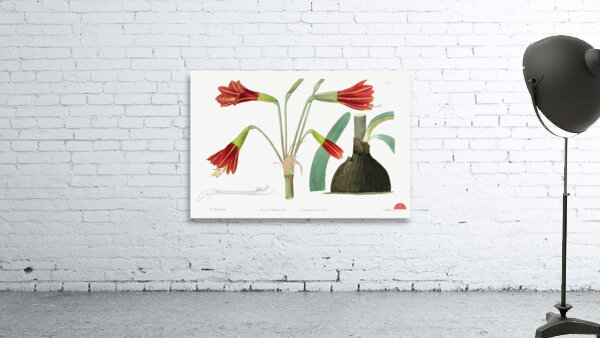 Habranthus phycelloides from Edwards Botanical Register 1829-1847  by Sydenham Edwards John Lindley and James Ridgway. Wall Preview