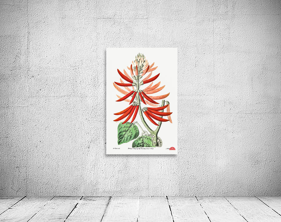 Naked-flowering Erythrina from Edwards Botanical Register 1829-1847  by Sydenham Edwards John Lindley and James Ridgway. Wall Preview