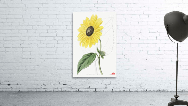 Californian Sunflower from Edwards Botanical Register 1829-1847  by Sydenham Edwards John Lindley and James Ridgway. Wall Preview