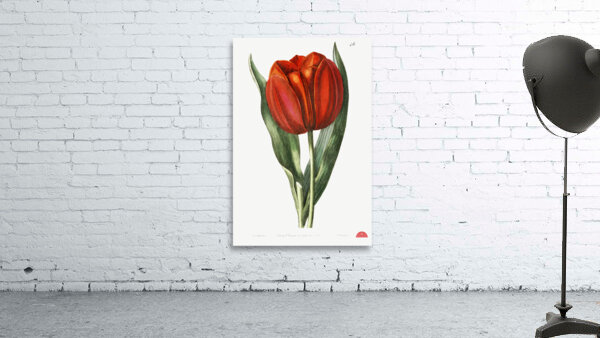 Gesners tulip from Edwards Botanical Register 1829-1847  by Sydenham Edwards John Lindley and James Ridgway. Wall Preview