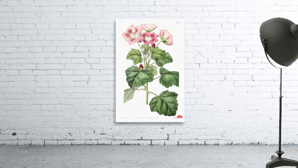 Rhomb leaved palavia from Edwards Botanical Register 1829-1847  by Sydenham Edwards John Lindley and James Ridgway. Wall Preview