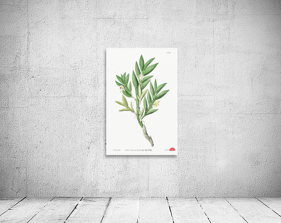 Two-edged dendrobium from Edwards Botanical Register 1829-1847  by Sydenham Edwards John Lindley and James Ridgway. Wall Preview