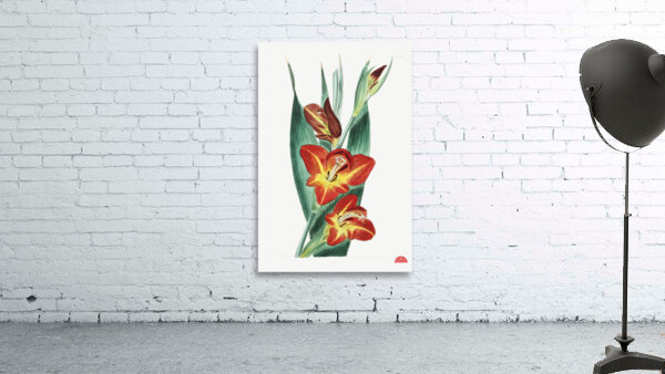 The parrot gladiole from Edwards Botanical Register 1829-1847  by Sydenham Edwards John Lindley and James Ridgway. Wall Preview