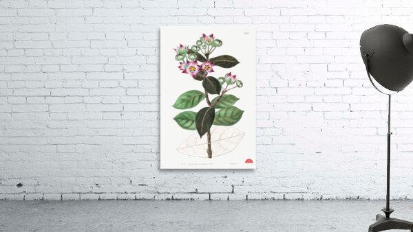 Tall calotropis from Edwards Botanical Register 1829-1847  by Sydenham Edwards John Lindley and James Ridgway. Wall Preview