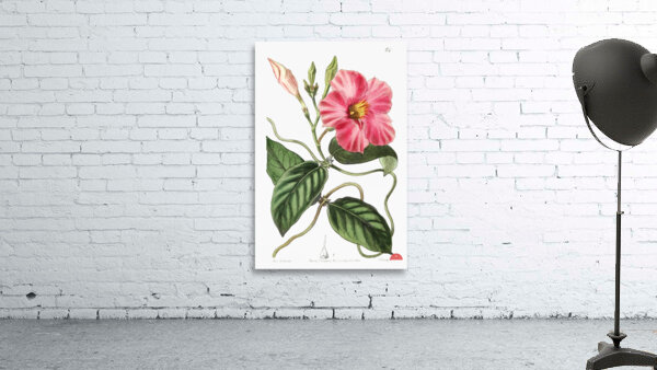 Knob-jointed dipladenia from Edwards Botanical Register 1829-1847  by Sydenham Edwards John Lindley and James Ridgway. Wall Preview