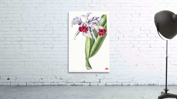 Crimson-lipped cattleya from Edwards Botanical Register 1829-1847  by Sydenham Edwards John Lindley and James Ridgway. Wall Preview