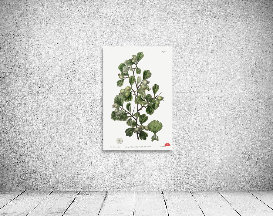 Spathula-leaved thorn from Edwards Botanical Register 1829-1847  by Sydenham Edwards John Lindley and James Ridgway. Wall Preview