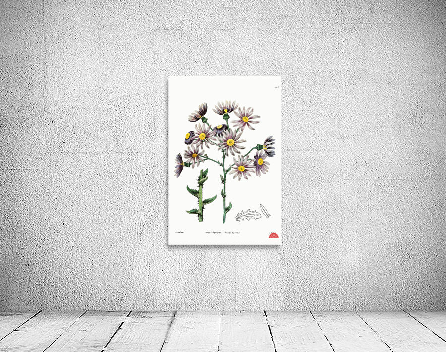 Lilac senecio from Edwards Botanical Register 1829-1847  by Sydenham Edwards John Lindley and James Ridgway. Wall Preview