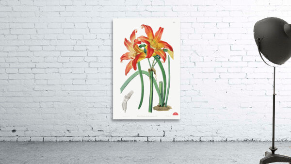 Meadow habranthus from Edwards Botanical Register 1829-1847  by Sydenham Edwards John Lindley and James Ridgway. Wall Preview