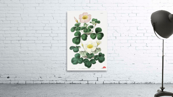 Variable oxalis from Edwards Botanical Register 1829-1847  by Sydenham Edwards John Lindley and James Ridgway. Wall Preview