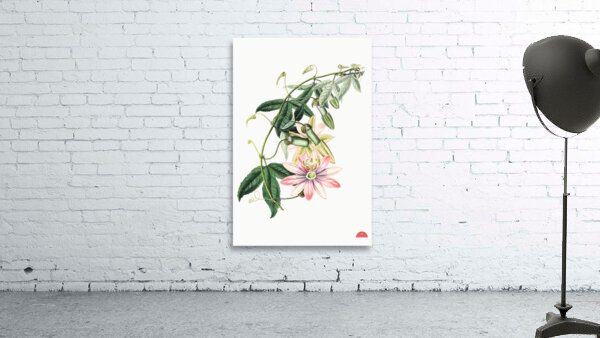 Mrs.Marryats tacsonia from Edwards Botanical Register 1829-1847  by Sydenham Edwards John Lindley and James Ridgway. Wall Preview