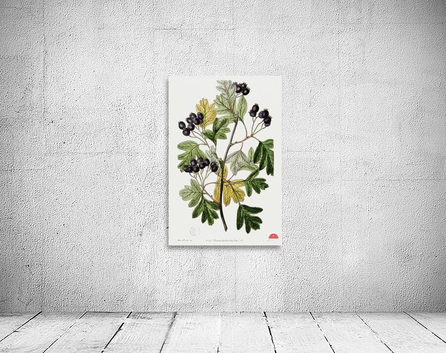 Broad-leaved thorn from Edwards Botanical Register 1829-1847  by Sydenham Edwards John Lindley and James Ridgway. Wall Preview