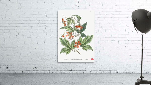 Red loasa from Edwards Botanical Register 1829-1847  by Sydenham Edwards John Lindley and James Ridgway. Wall Preview