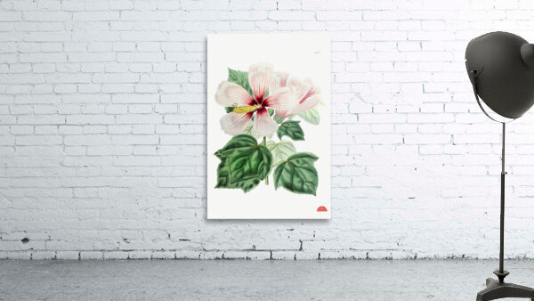 Marsh hibiscus from Edwards Botanical Register 1829-1847  by Sydenham Edwards John Lindley and James Ridgway. Wall Preview