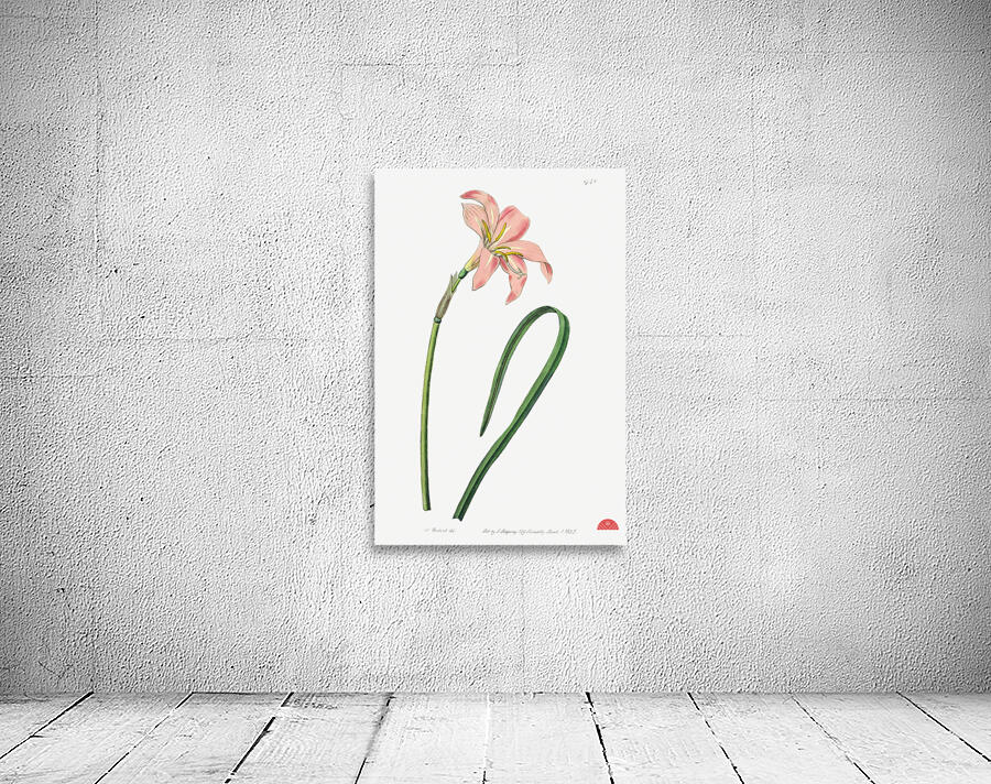 Spofforth Zephyranthes from Edwards Botanical Register 1829-1847  by Sydenham Edwards John Lindley and James Ridgway. Wall Preview