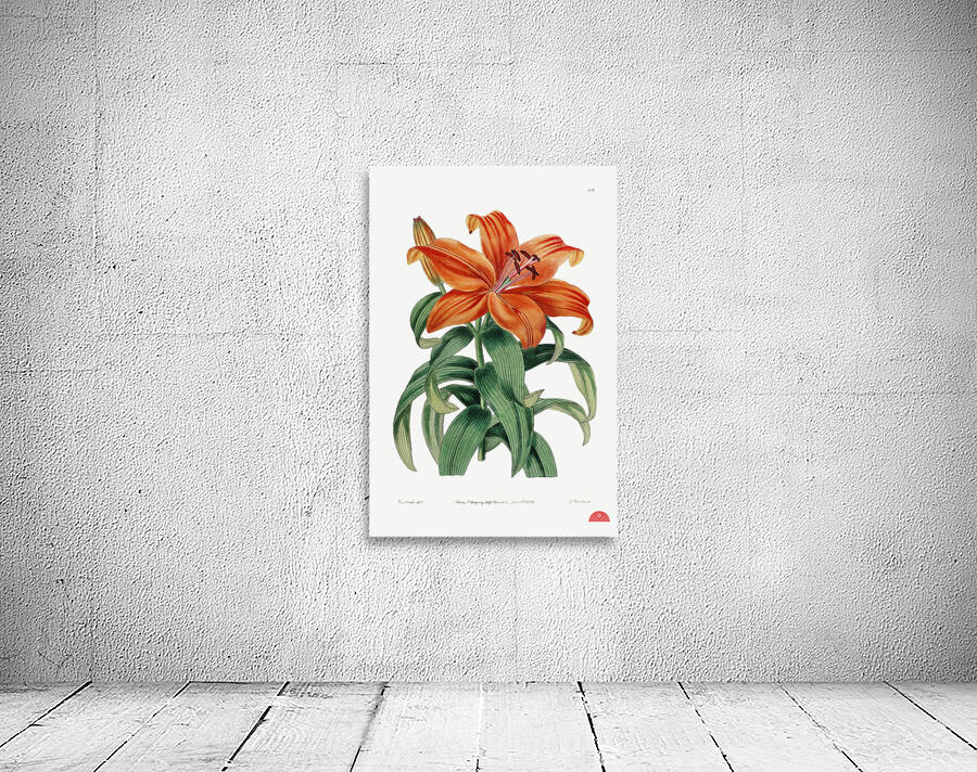 Thunbergs orange lily from Edwards Botanical Register 1829-1847  by Sydenham Edwards John Lindley and James Ridgway. Wall Preview