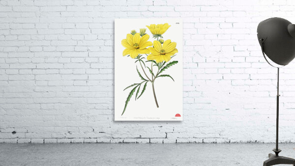 Golden coreopsis from Edwards Botanical Register 1829-1847  by Sydenham Edwards John Lindley and James Ridgway. Wall Preview