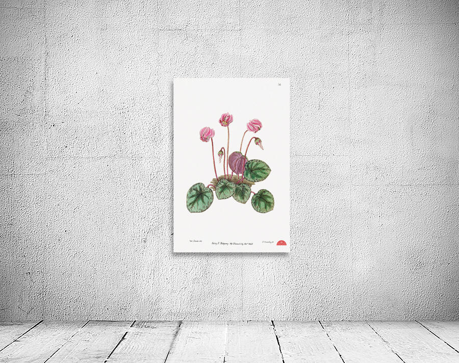 Shore cyclamen from Edwards Botanical Register 1829-1847  by Sydenham Edwards John Lindley and James Ridgway. Wall Preview