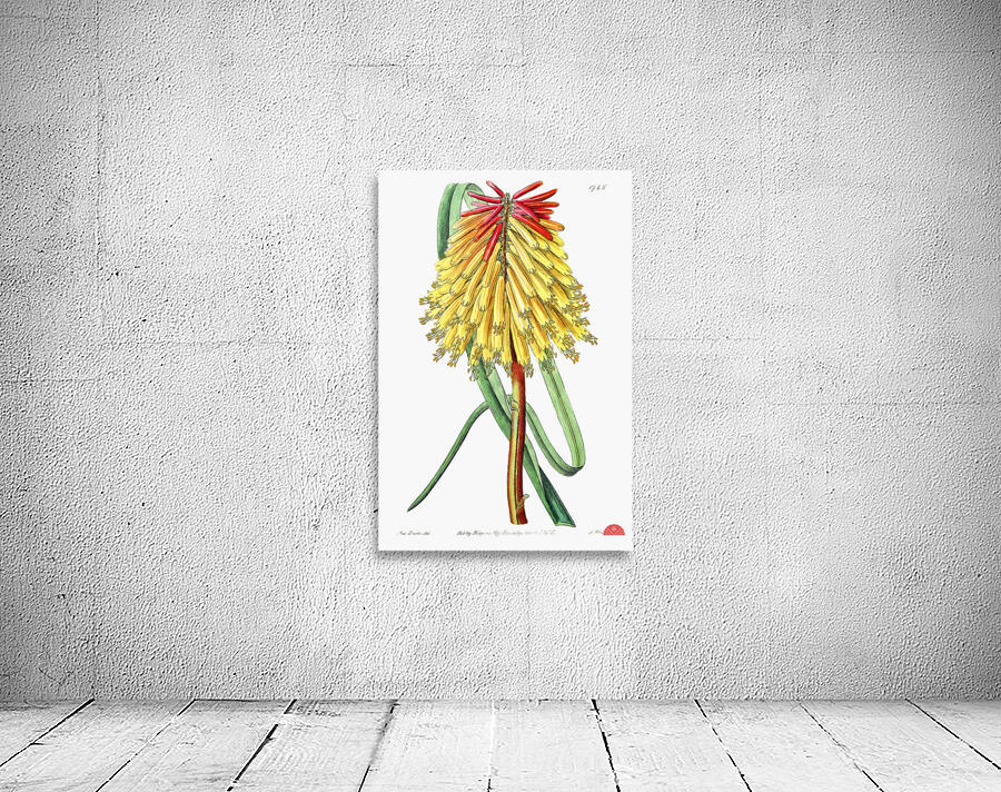 Burchells tritoma from Edwards Botanical Register 1829-1847  by Sydenham Edwards John Lindley and James Ridgway. Wall Preview