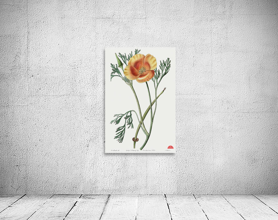 Saffron colored eschscholzia from Edwards Botanical Register 1829-1847  by Sydenham Edwards John Lindley and James Ridgway. Wall Preview