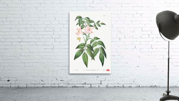 Pink Turraea pinnata from Edwards Botanical Register 1829-1847  by Sydenham Edwards John Lindley and James Ridgway. Wall Preview