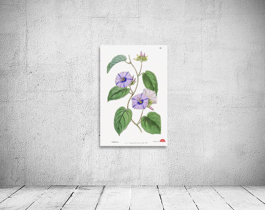 Hoary jacquemontia from Edwards Botanical Register 1829-1847  by Sydenham Edwards John Lindley and James Ridgway. Wall Preview