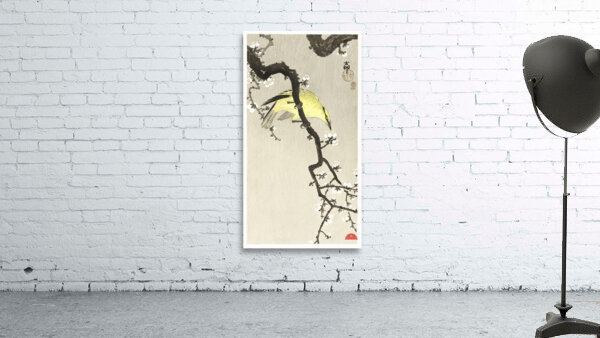 Chinese oriole on plum blossom branch 1900 - 1910 by Ohara Koson 1877-1945. Wall Preview