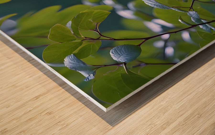 A  Amethyst Glass Eagle By ISHISH Wood print