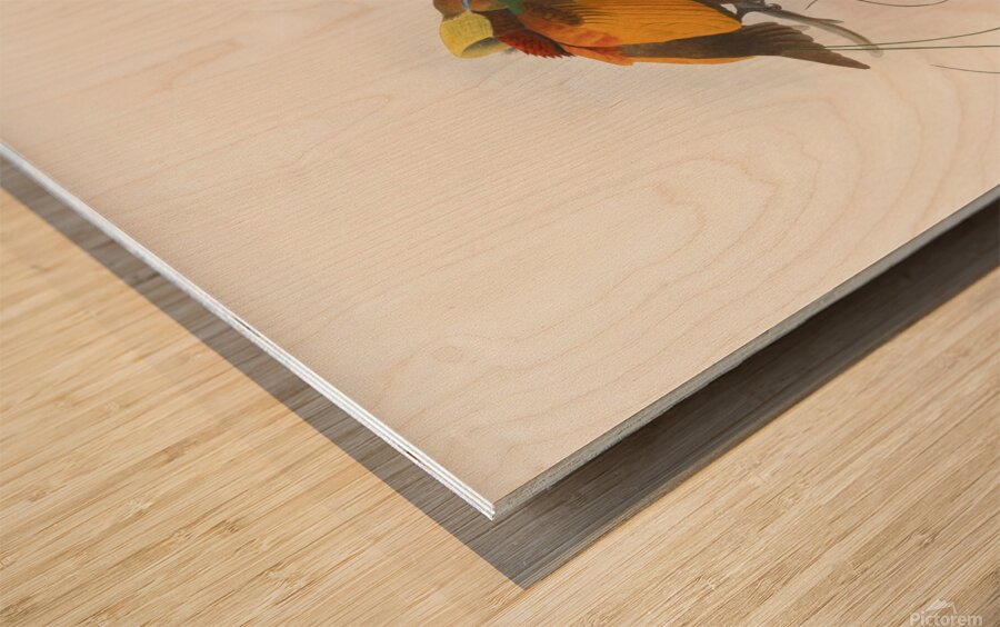 Diphyllodes chrysoptera 1873 Wood print