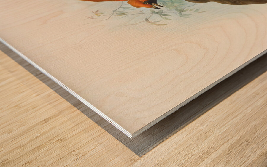 Xanthomelus aureus 1873 Wood print