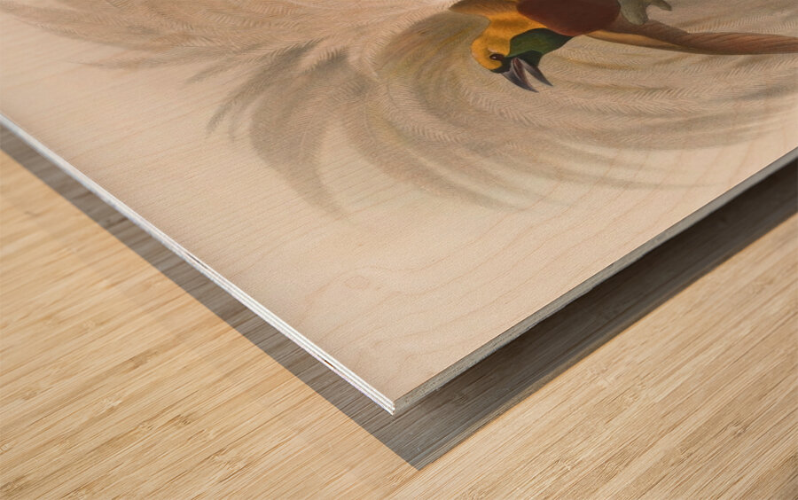 Paradisea minor 1873 Wood print