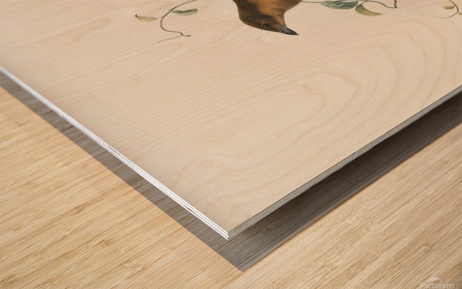 Amblyornis Inornatus 1873 Wood print