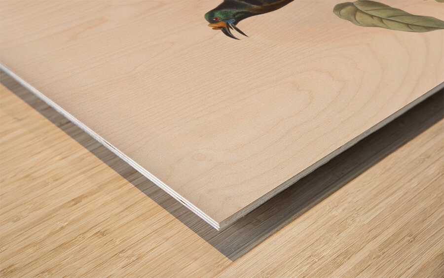 Paradigalla carunculata 1873 Wood print