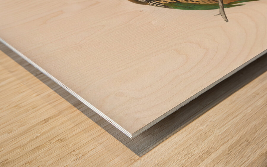 Ailuraedus buccoides 1873 Wood print