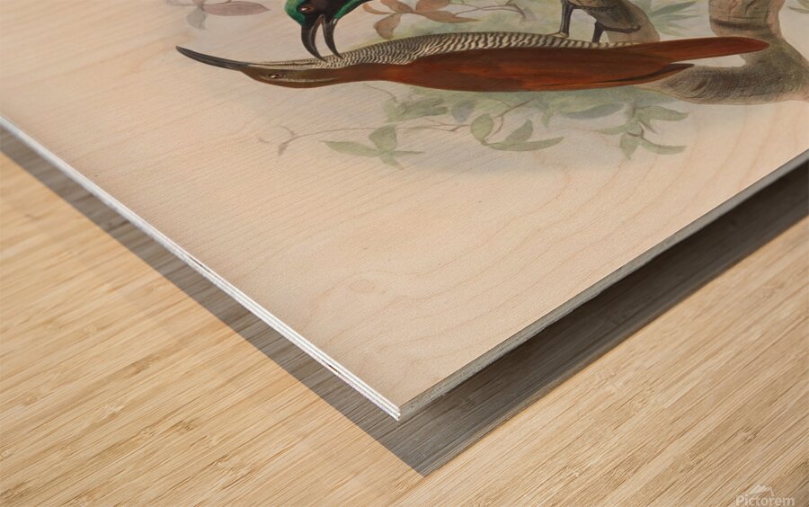 Ptiloris magnificus 1873 Wood print