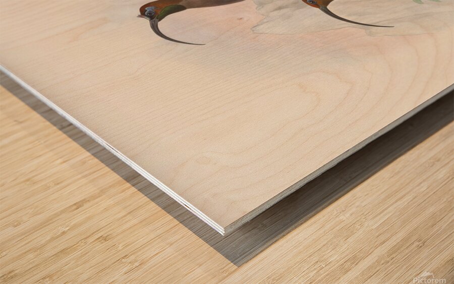 Drepanornis Albertis 1873 Wood print