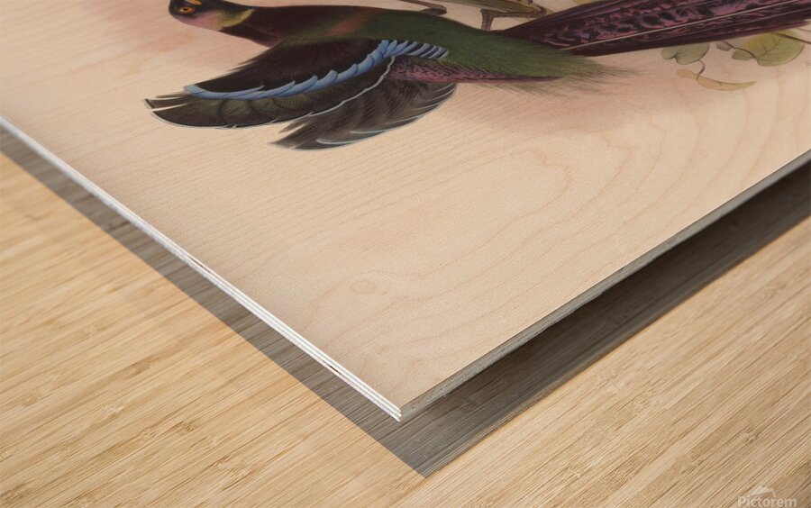 Epimachus Ellioti 1873 Wood print